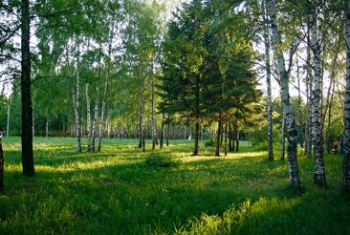 В коттеджном поселке «Медведево» начали продаваться земельные участки